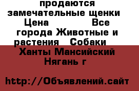 продаются замечательные щенки › Цена ­ 10 000 - Все города Животные и растения » Собаки   . Ханты-Мансийский,Нягань г.